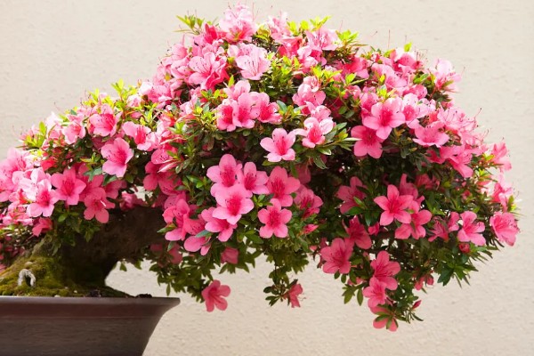 杜鹃花有没有毒，白色和黄色杜鹃花含有毒素