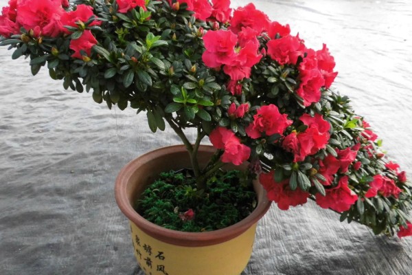 杜鹃花有没有毒，白色和黄色杜鹃花含有毒素