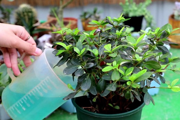 杜鹃花有没有毒，白色和黄色杜鹃花含有毒素