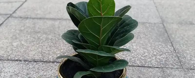 为什么琴叶榕不长新叶，可能是天气原因所致