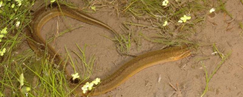 泥鳅有没有鳞片,鳞片埋藏在皮肤下