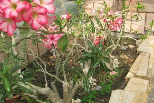 沙漠玫瑰有毒吗，是有毒性的