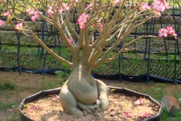 沙漠玫瑰有毒吗，是有毒性的