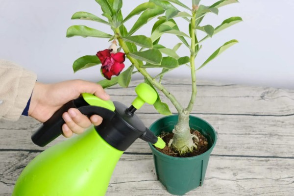 沙漠玫瑰有毒吗，是有毒性的