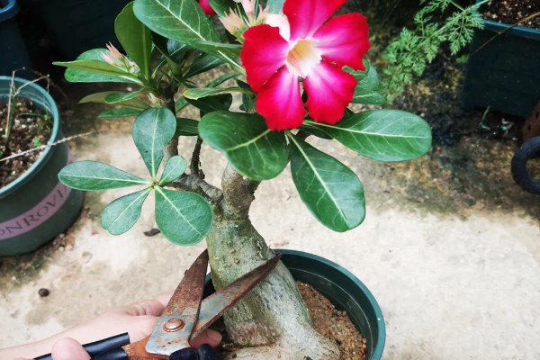 沙漠玫瑰有毒吗，是有毒性的