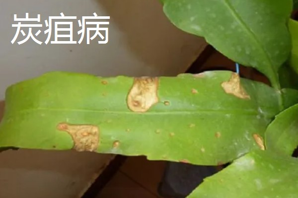 昙花病虫害的防治方法,发生炭疽病可喷施甲基托布津