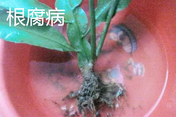 昙花病虫害的防治方法,发生炭疽病可喷施甲基托布津
