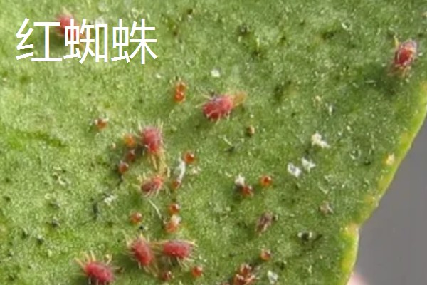 昙花病虫害的防治方法,发生炭疽病可喷施甲基托布津