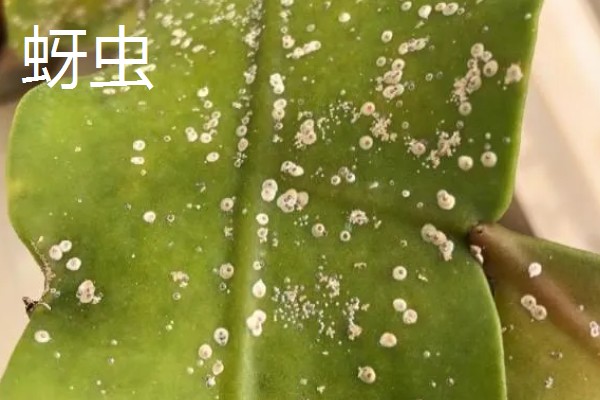 昙花病虫害的防治方法,发生炭疽病可喷施甲基托布津