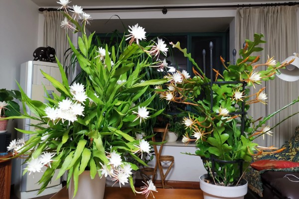 昙花病虫害的防治方法,发生炭疽病可喷施甲基托布津