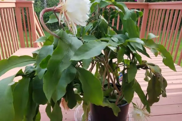 昙花病虫害的防治方法,发生炭疽病可喷施甲基托布津