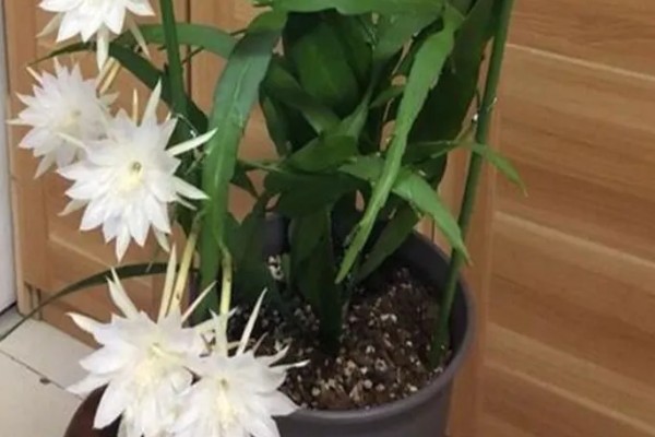 昙花病虫害的防治方法,发生炭疽病可喷施甲基托布津