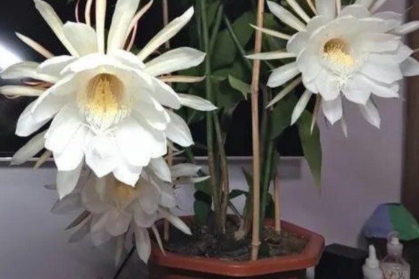 昙花病虫害的防治方法,发生炭疽病可喷施甲基托布津