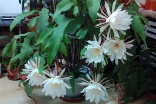 昙花病虫害的防治方法,发生炭疽病可喷施甲基托布津