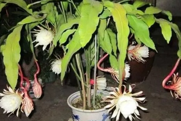 昙花病虫害的防治方法,发生炭疽病可喷施甲基托布津