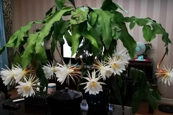 昙花病虫害的防治方法,发生炭疽病可喷施甲基托布津