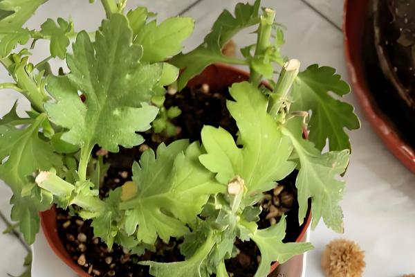 乒乓菊的花后如何修剪，生长期需要进行枝叶修剪