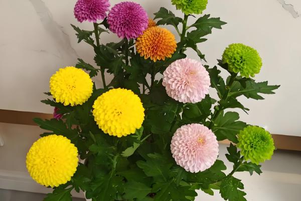 乒乓菊的花后如何修剪，生长期需要进行枝叶修剪