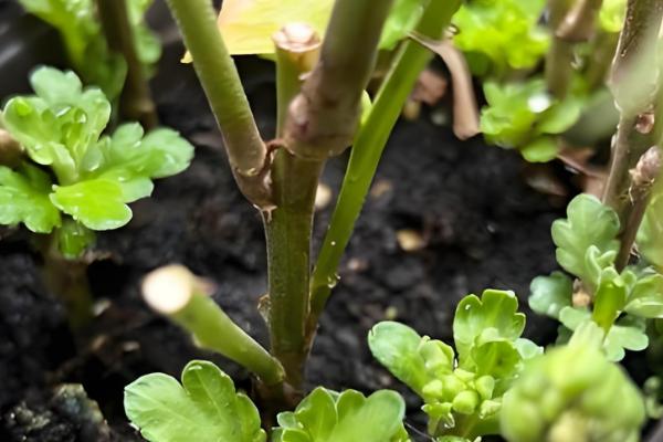 乒乓菊的花后如何修剪，生长期需要进行枝叶修剪