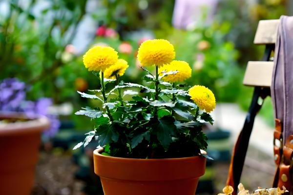 乒乓菊的花后如何修剪，生长期需要进行枝叶修剪