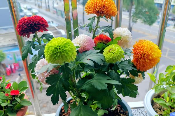 乒乓菊的花后如何修剪，生长期需要进行枝叶修剪