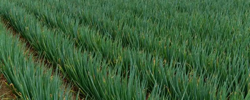 什么品种的大葱产量高，选择明慧及新冠军等品种