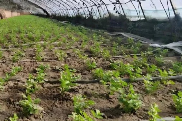 芹菜苗后除草需注意什么，应该在晴朗无风的天气用药
