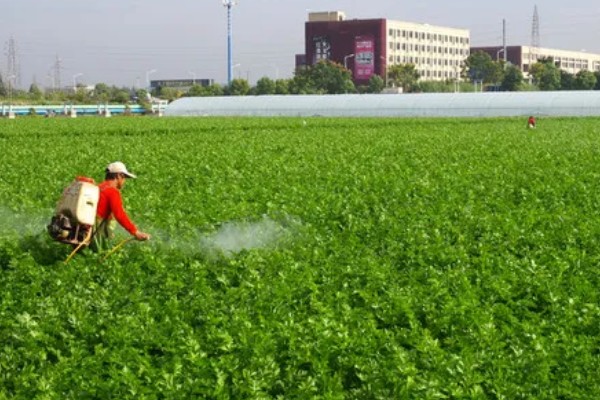 芹菜苗后除草需注意什么，应该在晴朗无风的天气用药