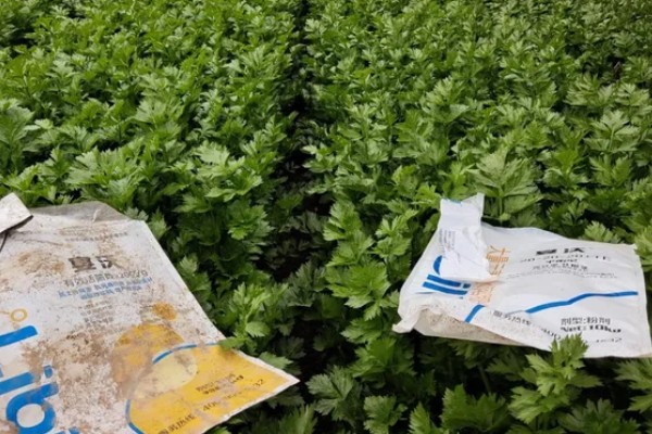 芹菜苗后除草需注意什么，应该在晴朗无风的天气用药