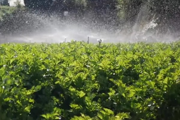 芹菜苗后除草需注意什么，应该在晴朗无风的天气用药
