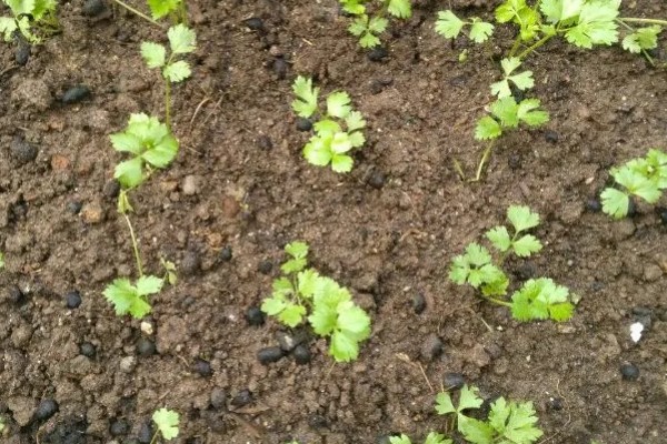 芹菜苗后除草需注意什么，应该在晴朗无风的天气用药