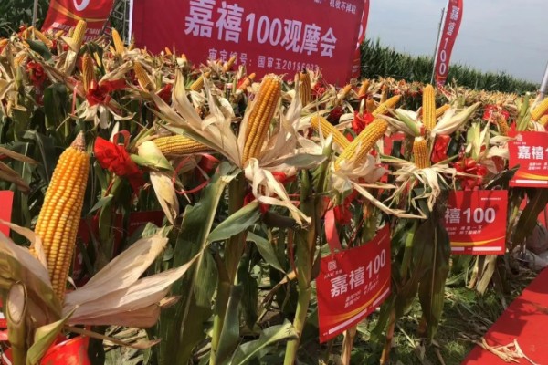 农玉16玉米品种简介，出苗到成熟采收需要104天