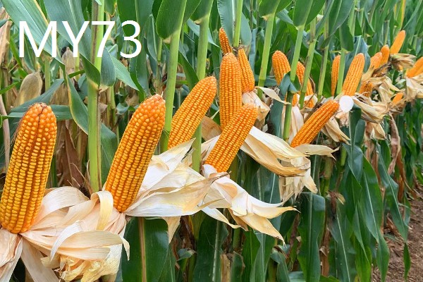 农玉16玉米品种简介，出苗到成熟采收需要104天