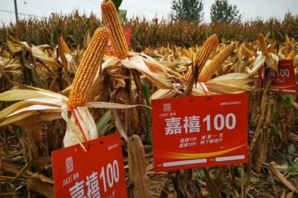 农玉16玉米品种简介，出苗到成熟采收需要104天