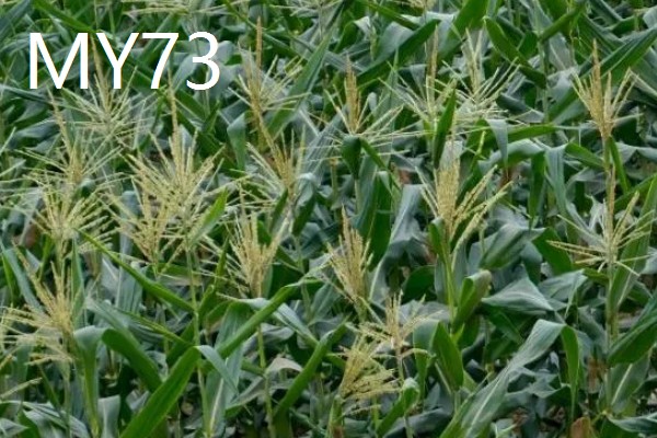 农玉16玉米品种简介，出苗到成熟采收需要104天