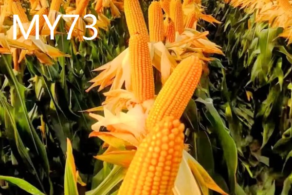 农玉16玉米品种简介，出苗到成熟采收需要104天