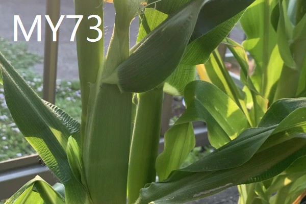 农玉16玉米品种简介，出苗到成熟采收需要104天