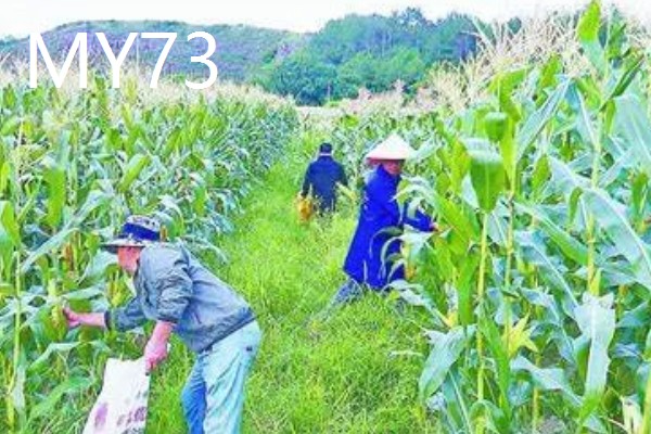 农玉16玉米品种简介，出苗到成熟采收需要104天