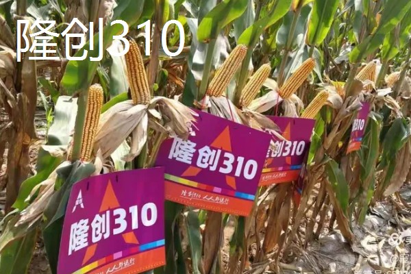 农玉16玉米品种简介，出苗到成熟采收需要104天