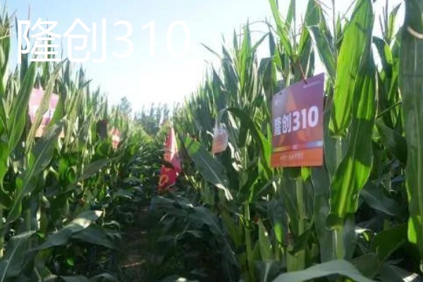 农玉16玉米品种简介，出苗到成熟采收需要104天