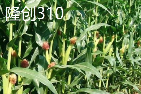 农玉16玉米品种简介，出苗到成熟采收需要104天