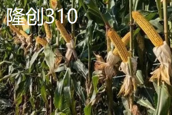 农玉16玉米品种简介，出苗到成熟采收需要104天