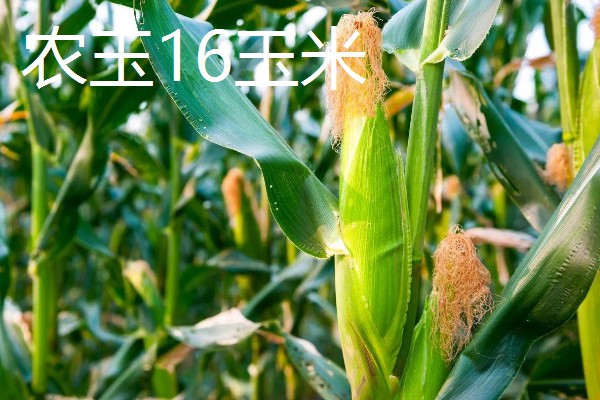 农玉16玉米品种简介，出苗到成熟采收需要104天