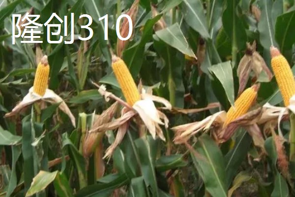 农玉16玉米品种简介，出苗到成熟采收需要104天