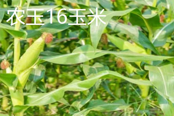 农玉16玉米品种简介，出苗到成熟采收需要104天