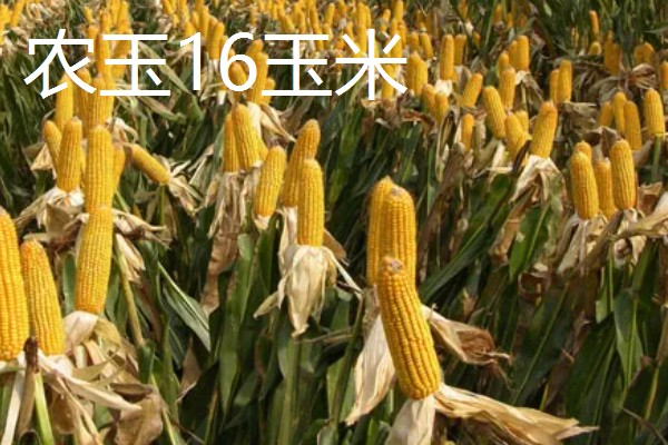农玉16玉米品种简介，出苗到成熟采收需要104天