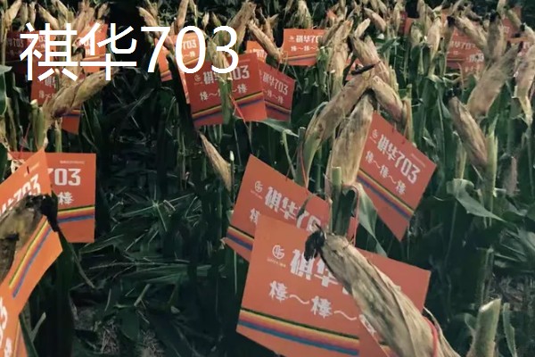 农玉16玉米品种简介，出苗到成熟采收需要104天