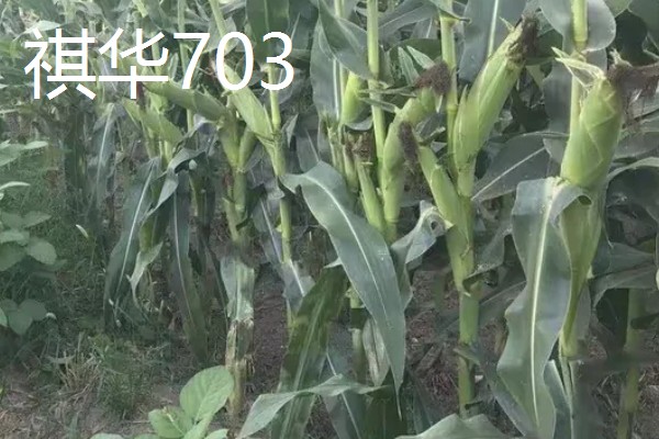 农玉16玉米品种简介，出苗到成熟采收需要104天