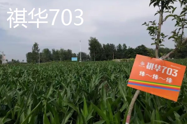 农玉16玉米品种简介，出苗到成熟采收需要104天