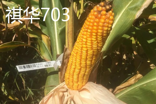 农玉16玉米品种简介，出苗到成熟采收需要104天